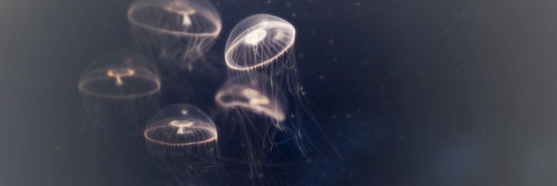 harrysarbgdr's profile banner image