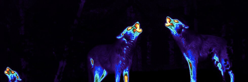 magicodesierto's profile banner image