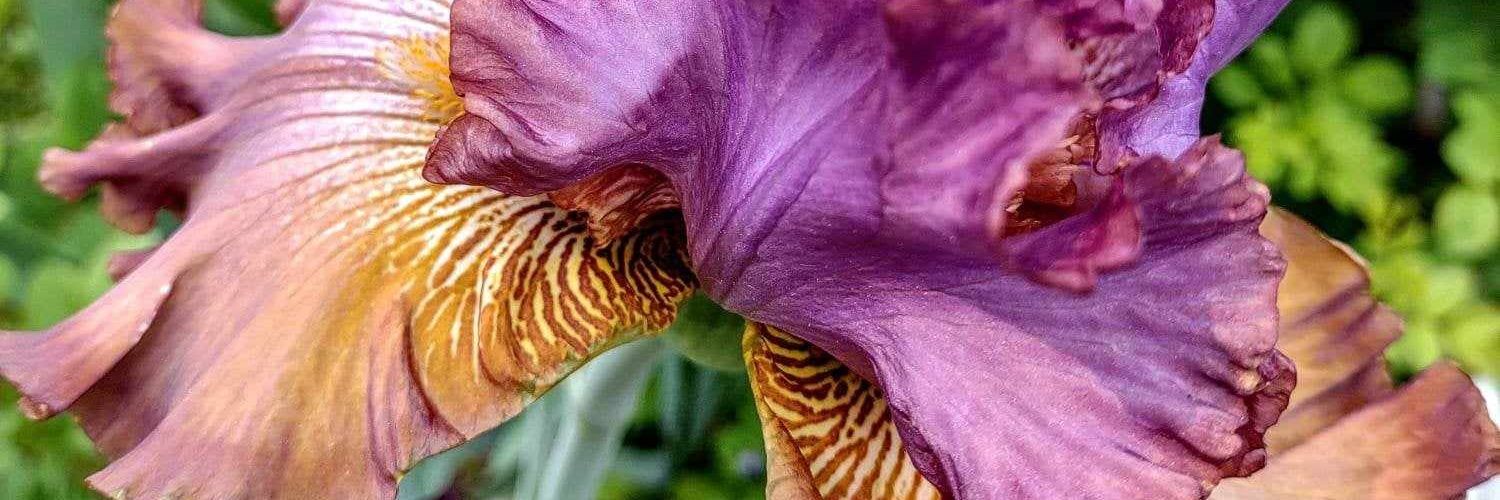 Golden Hour 🌅 banner