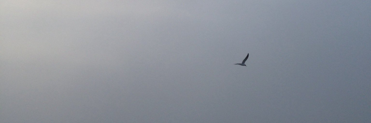 Elisabeth Carroll Parks banner