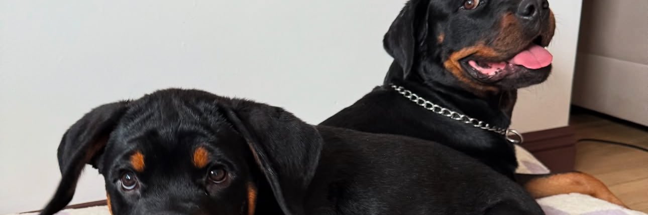 _brookrich's profile banner image