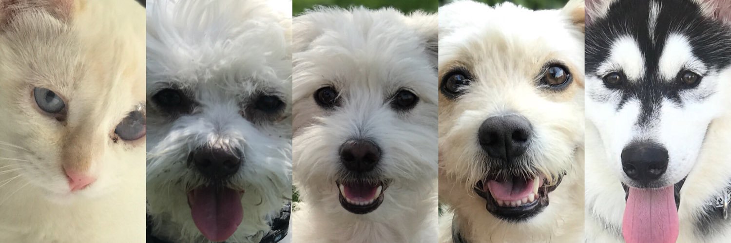 palomaa5's profile banner image