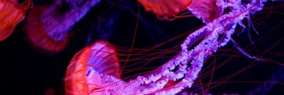 __moonjelly's profile banner image