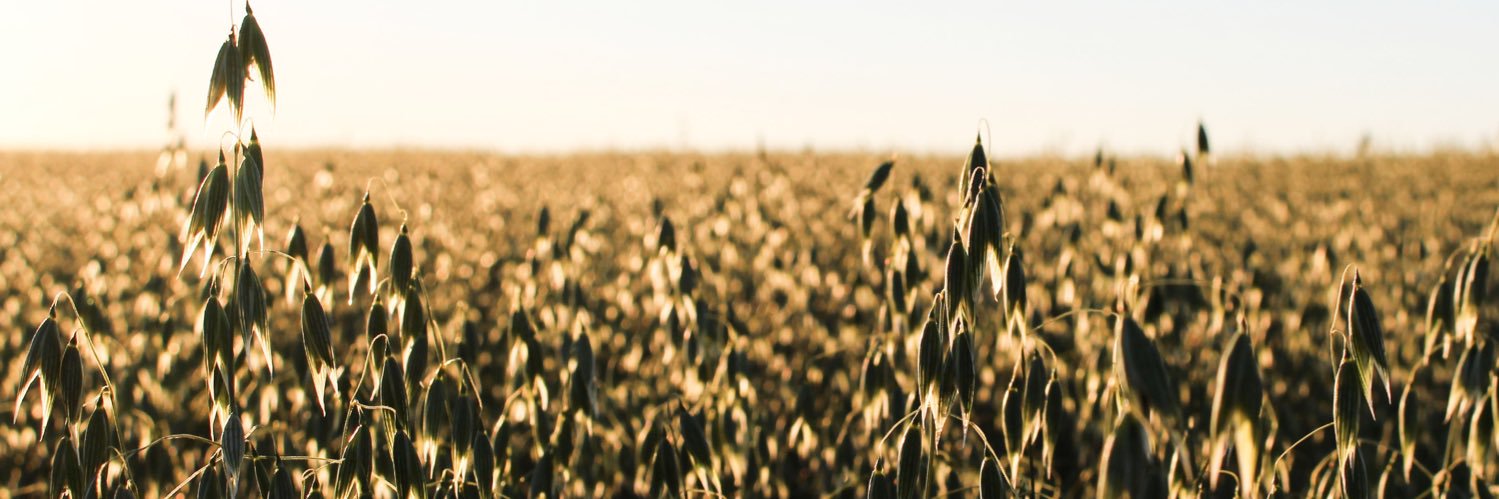 Raeanne Denomie PAg, BSc, CCA banner