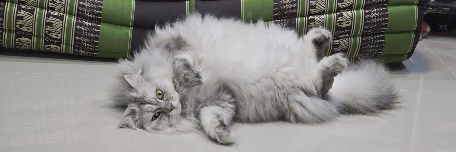 ยักเป็นแมวที่เก่งกาจ banner