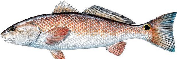 F3Dice Profile Banner