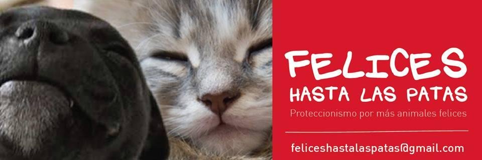 FelicesPatas's profile banner image