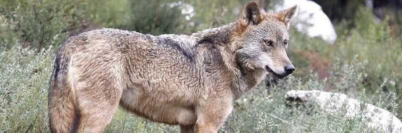 OSCAR LOBO banner