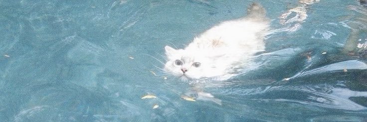 satinebelle's profile banner image