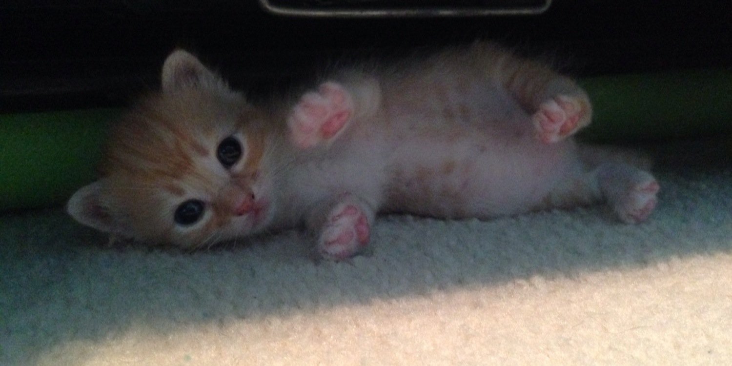 C2CND Felines banner