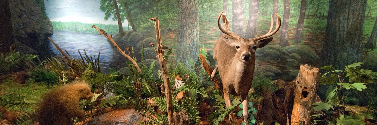 UWSPMuseum's profile banner image