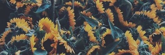 aessert's profile banner image