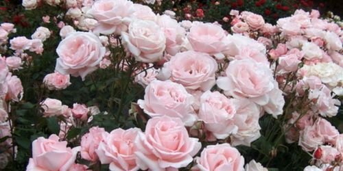 belotocigance's profile banner image