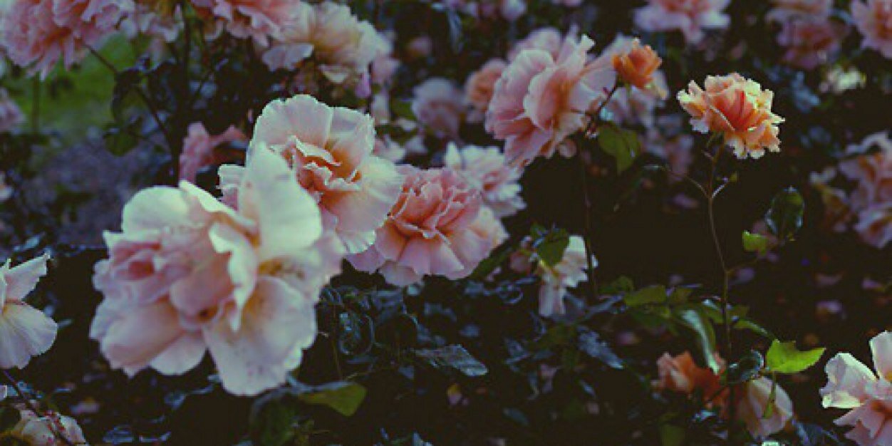 manda_yan's profile banner image