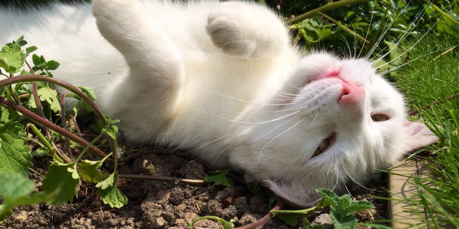 CatsaysMeow7's profile banner image