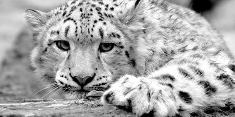 LeoC_RR's profile banner image