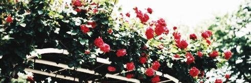 sgftselenators's profile banner image