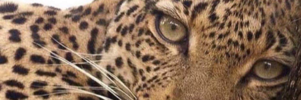 inorAlkhaldi's profile banner image