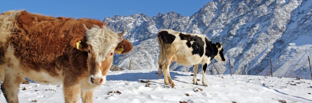 ManuKosch's profile banner image