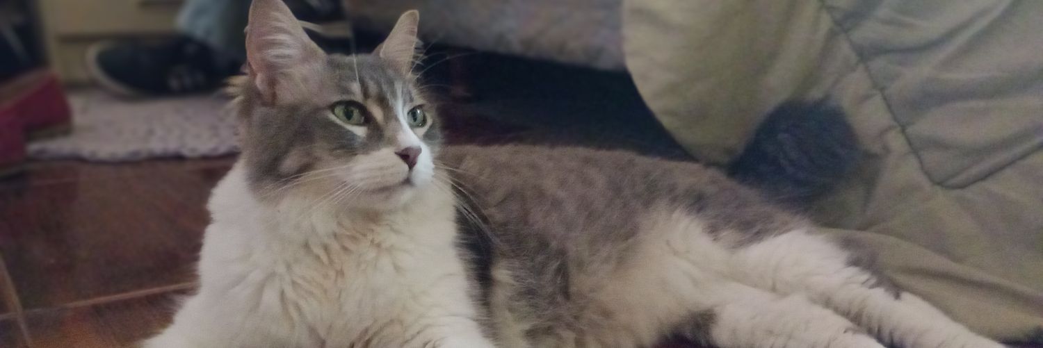 chapiagoss's profile banner image