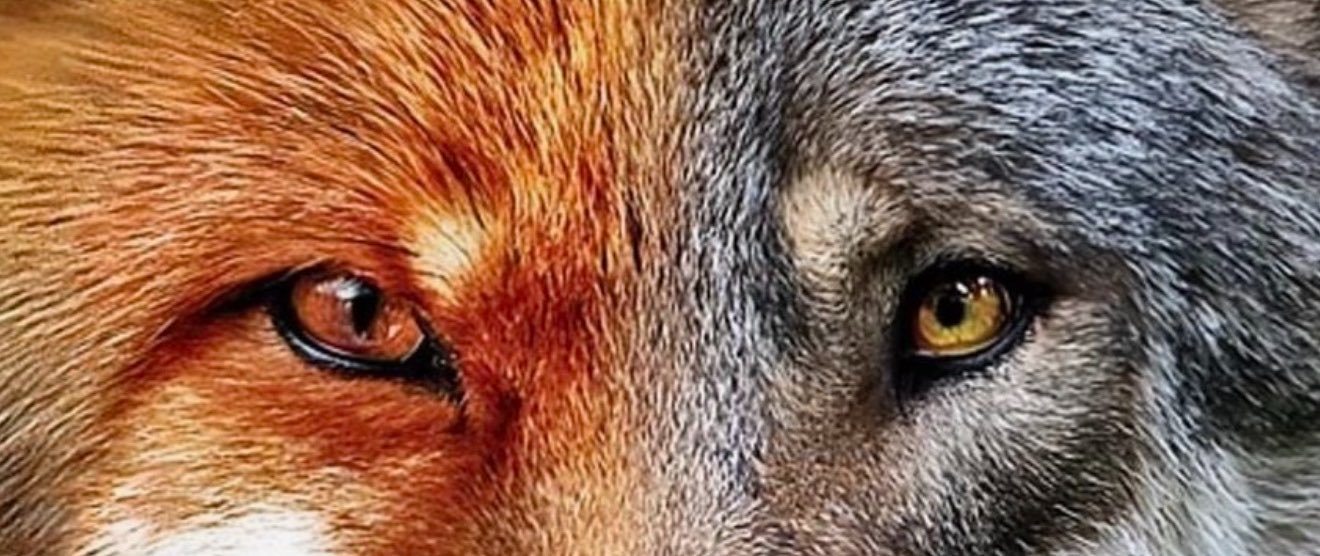 Thefox87XD's profile banner image