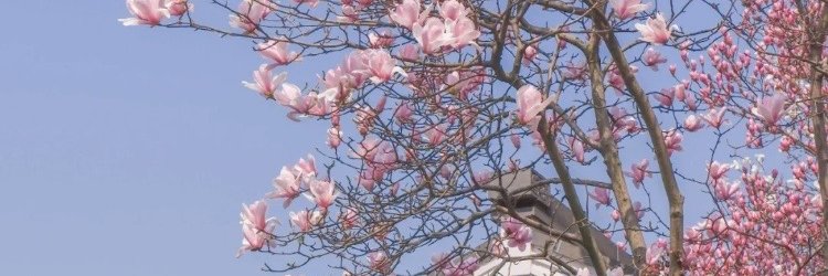 marandalopesha's profile banner image
