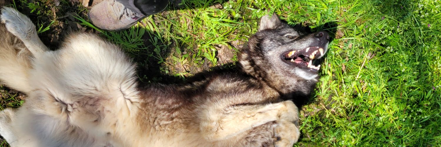 wolfycat47's profile banner image