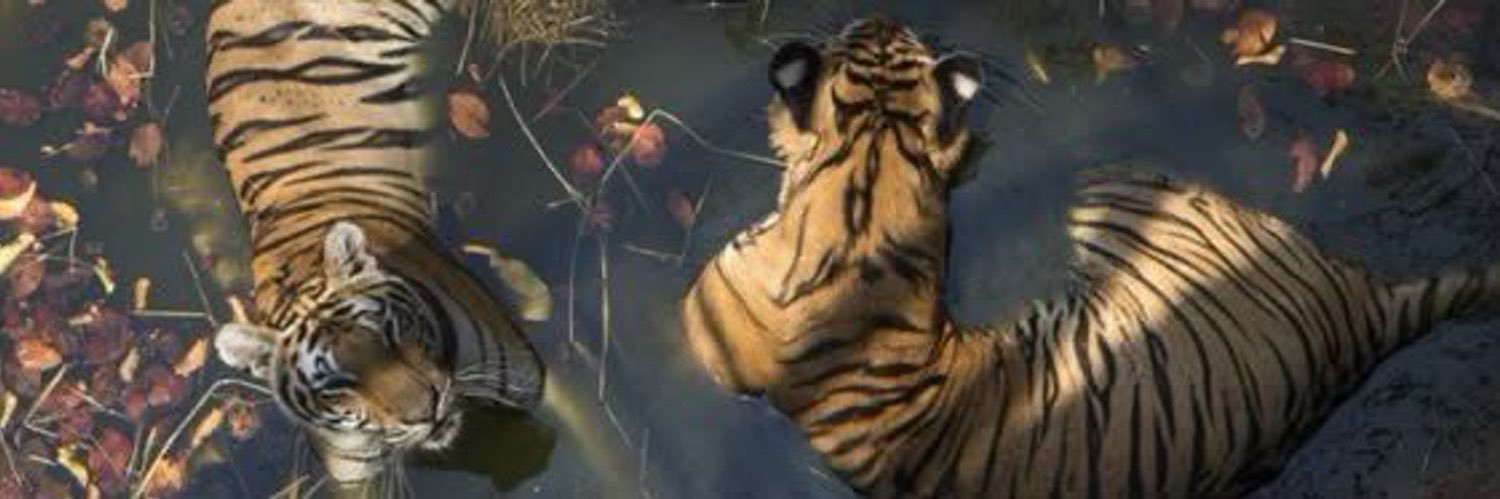 c_cxrls's profile banner image