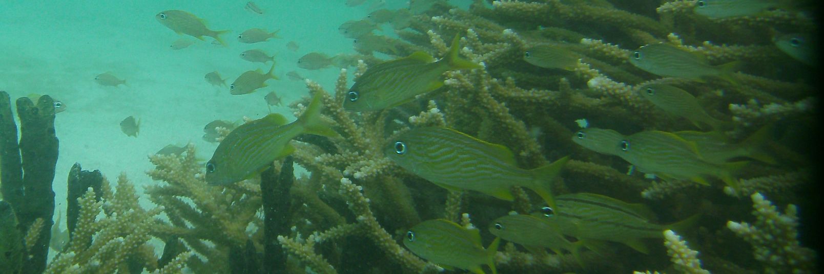 Dr. Amanda Shore banner