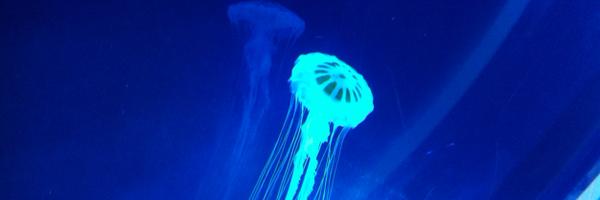vanifelix Profile Banner