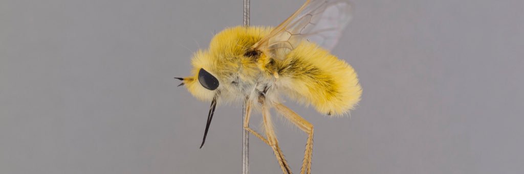 Allan Cabrero, Ph.D. banner