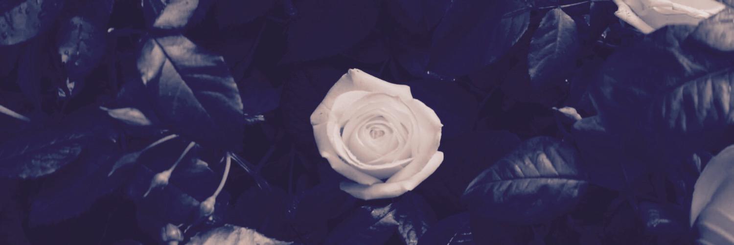 MockingjayLATAM's profile banner image