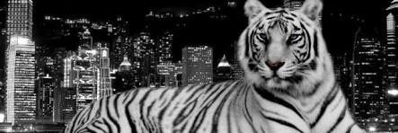 111lesly's profile banner image