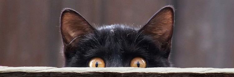 Aware Felis 🇲🇽🇺🇸 banner