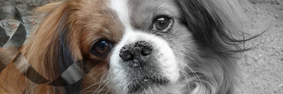 hernanflorees's profile banner image