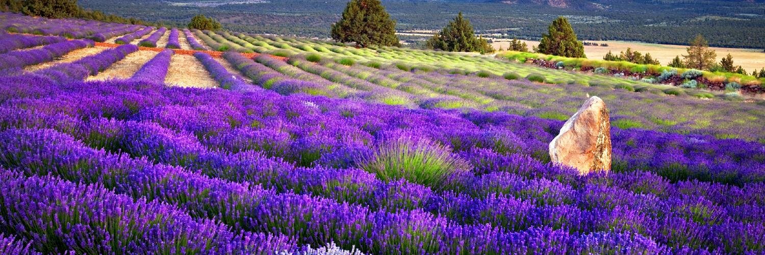 Alexandra Syme banner