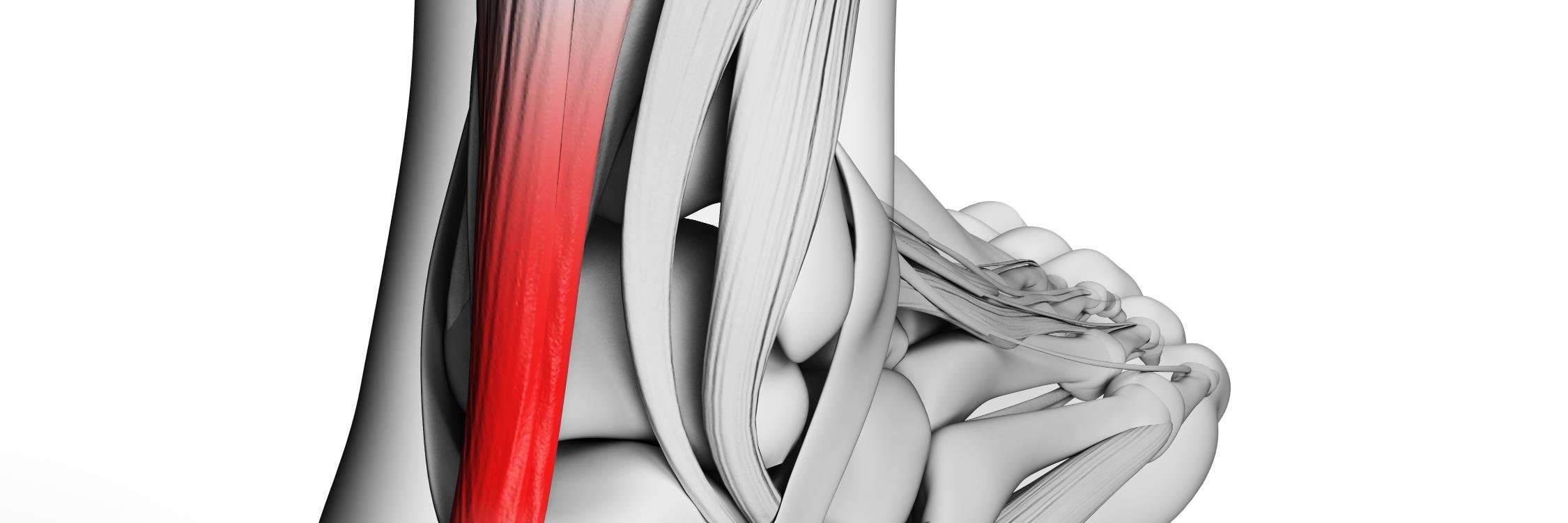 Evolution Podiatry banner