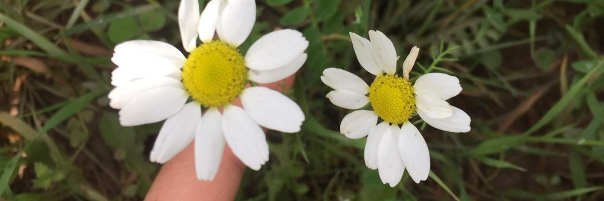 celk_merv's profile banner image