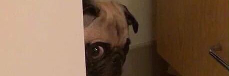 Khvicha Kuccioleila banner