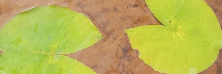 Salinhum's profile banner image