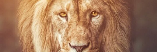 Castleton_ Profile Banner