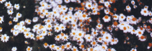 luisanag4's profile banner image