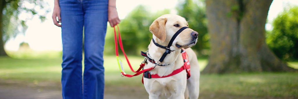 animalsforgood's profile banner image