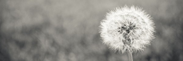 mandihdavidson's profile banner image