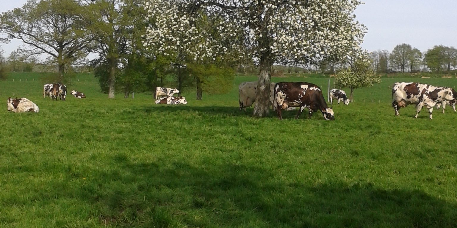 Françoise Duchemin banner