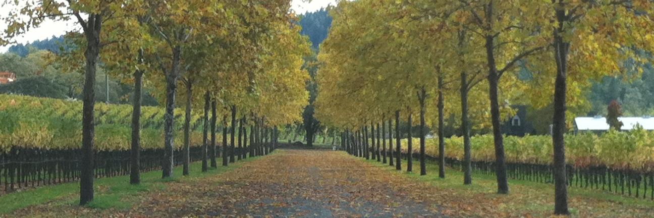 Conn Valley Vineyard banner