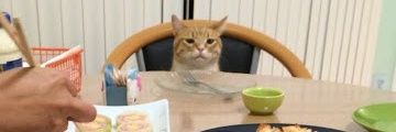 FelineFlexer's profile banner image