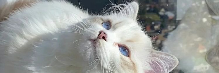 ɪᴍᴀᴀɴ. banner