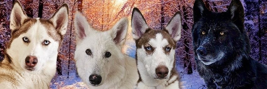 Sarah_whitewolf⁷🏔🐺🤘 banner