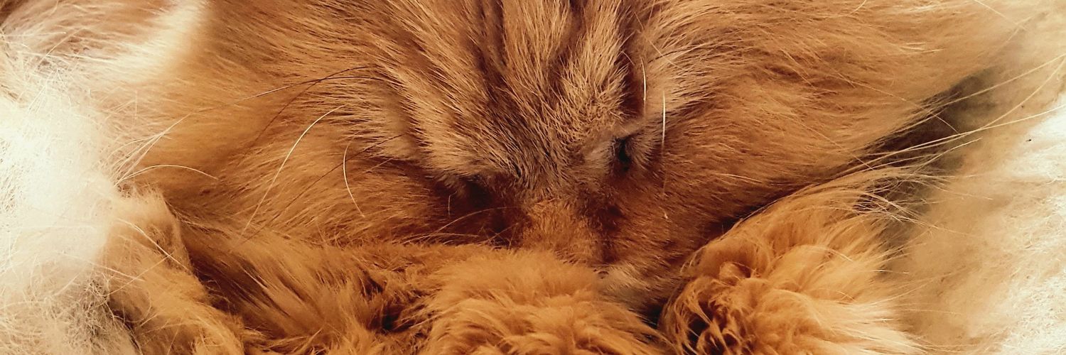 LasmaViolin's profile banner image